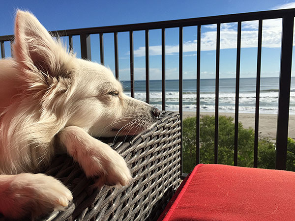 a white fluffy dog, lounging on a balcony overlooking the ocean